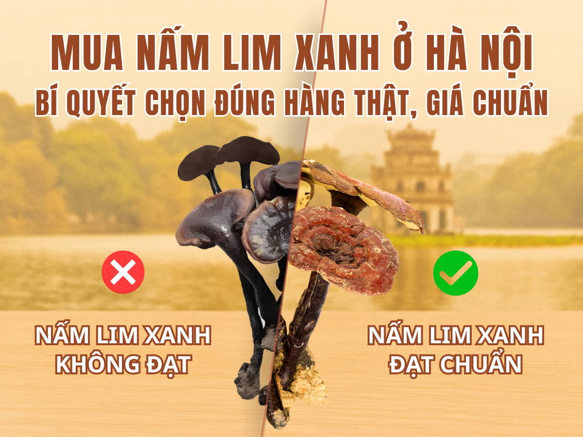 mua nấm lim xanh ở hà nội